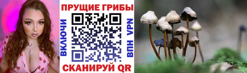 Псилоцибиновые грибы мицелий  Купить  Белозерск 